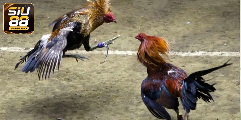 Cược Đá Gà Siu88 - Hành Trình Chinh Phục Thưởng Lớn