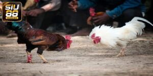 Đá Gà Online - Thông Tin Đá Gà Tại Nhà Cái Siu88