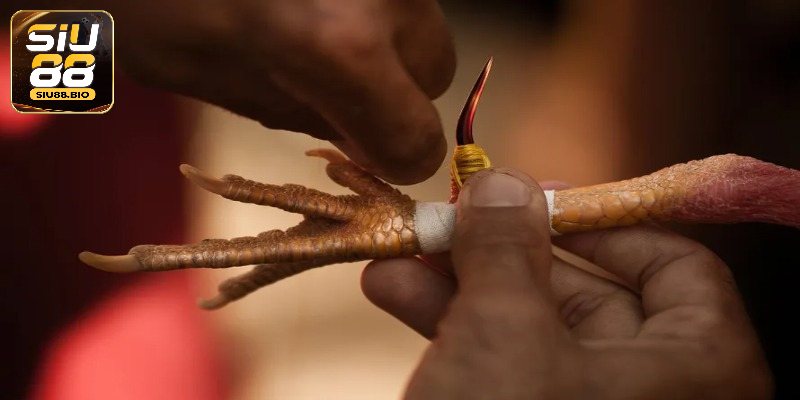 Hướng dẫn lên cựa chuẩn