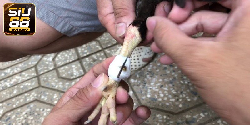 Khái niệm lên cựa gà