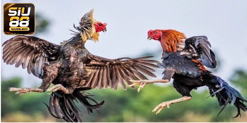 Kinh nghiệm chơi đá gà dễ thắng từ cao thủ Siu88
