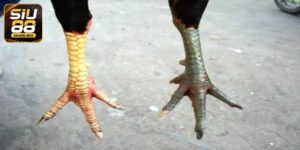 Lên Cựa Gà - Bật Mí Kỹ Thuật Lên Cựa Chuẩn Xác Nhất