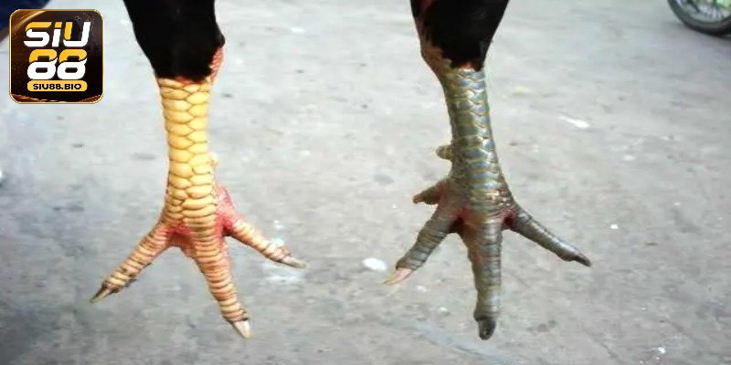 Lên Cựa Gà - Bật Mí Kỹ Thuật Lên Cựa Chuẩn Xác Nhất