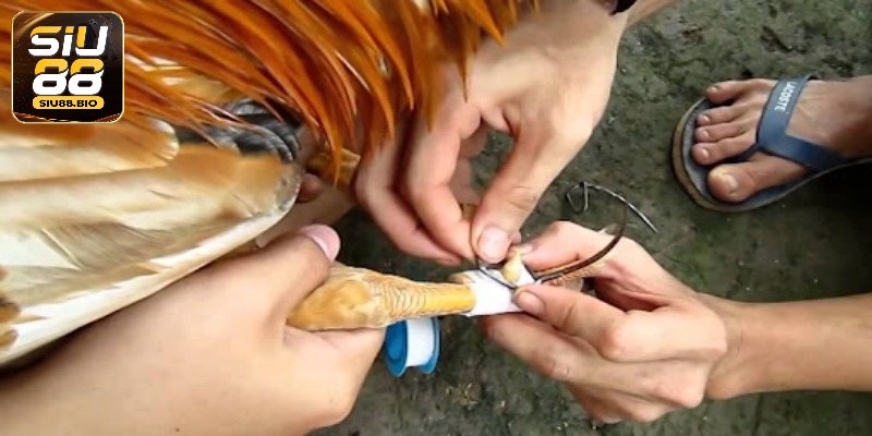 Lý do cần lên cựa cho gà